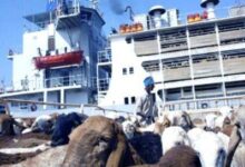 استئناف صادرات الماشية السودانية بعد تعليق الضرائب لأسبوعين.